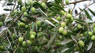 Growing the Table Olive Olea europaea [upl. by Anaeli901]