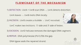 DNA REPAIR NUCLEOTIDE EXCISION REPAIR MECHANISM [upl. by Acinod36]