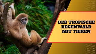 Der tropische Regenwald mit Tieren Dschungel Geräusche perfekt um den Tag zu starten [upl. by Anayad]