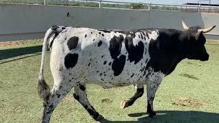 Bred AngusLonghorn Cross Cow [upl. by Edee]