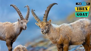 Ibex Goat  Amazing Fact About Rock Climbing Mountain Goat Ibex [upl. by Doralynn]