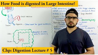 Digestion in the Large intestine [upl. by Haimorej]