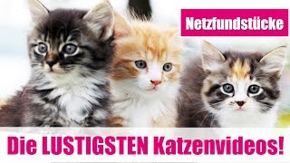 Die LUSTIGSTEN Katzen FAIL Videos aus dem WEBquot [upl. by Wilfreda471]