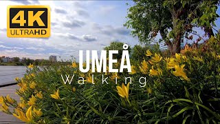 Umeå Walking A Relaxation walking in Umeå Sweden 4K [upl. by Hewart]