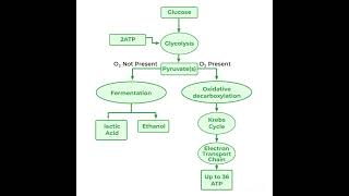 Respiration in Plants  Glycolysis  Krebs Cycle  NEET Exam 2025 [upl. by Ahsei]