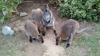 Rednecked wallabies eating [upl. by Landbert]