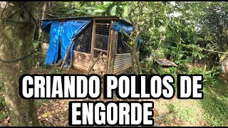 Criando POLLOS DE ENGORDE [upl. by Aduh]