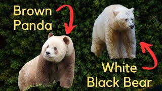 5 Rare and Unique Subspecies  Kermode Bear Pied Raven Qinling Panda Arabian Wolf Vampire Finch [upl. by Teague]