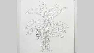 Banana tree 🍌 drawing [upl. by Constantia]