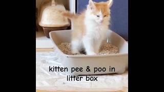 Kitten pee amp poo in litter tray kitten shorts [upl. by Jobye761]