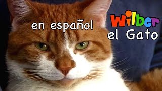 Wilber el Gato [upl. by Anirbak]