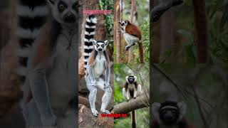 Lemurs moving around in trees in Madagascar lemurs madagascar wildlife [upl. by Eeresed]