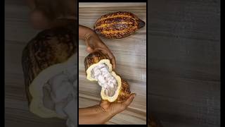 How To Make Cocoa Powder From Cocoa Seeds At Home [upl. by Ahsiliw]