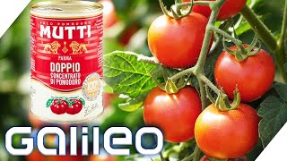 Größter Produzent Italiens Der Weg zur perfekten Dosentomate🍅  Galileo  ProSieben [upl. by Latsyrc589]