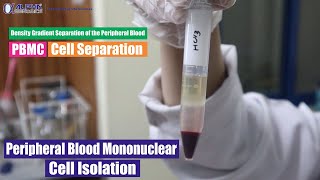 Peripheral Blood Mononuclear Cell Isolation  Density Gradient Separation of the Peripheral Blood [upl. by Aihsyla]