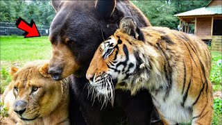 Lion cub grew up with dog from childhood and now they are inseparable [upl. by Zedecrem]