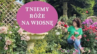 Jak ciąć na wiosnę RÓŻE  rabatowe parkowe okrywowe pnące Jak i kiedy ciąć róże młode i stare [upl. by Idolem]