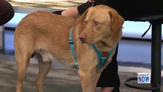 Clear The Shelters Campaign Meet Flash the dog [upl. by Ploss777]