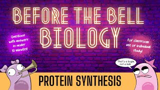 Protein Synthesis Before the Bell Biology [upl. by Ynaffet]