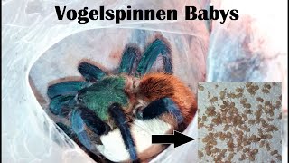 Vogelspinnen Paarung amp Baby Unboxing  Chromatopelma cyaneopubescens  Kokon wird geöffnet [upl. by Siloa]