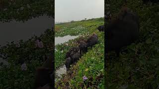 wild animals pig grazing swine pig farming [upl. by Eenaej]