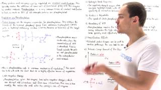 Phosphorylation Covalent Modification [upl. by Anoyet]