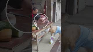 狗狗拿狗糧換肉，攤主誤會5元買糧The stall owner bought dog food for 5 yuan [upl. by Kcid]