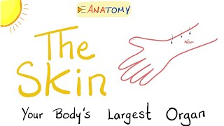 The Skin  The Largest Organ of Your Body  Anatomy amp Histology [upl. by Nipsirc]