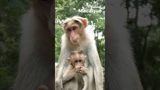 Bonnet Macaque  Macaca Radiata  Western Ghats  Nikon Z6III  180 600 zoom Lens wildlife nature [upl. by Hardigg]