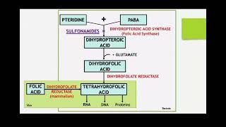 classification and Mechanism of action for Sulphonamide by Ms Deepika [upl. by Annwahsal]