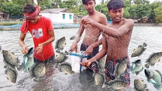 tilapia fishing video  fish video amp fish market [upl. by Mireille]