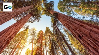 Sequoia amp Kings Canyon National Parks [upl. by Terhune963]