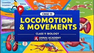 Unlocking Movement The Science of Locomotion in Class 11 Biology [upl. by Ilarrold255]