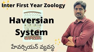 Haversian System  హేవర్సియన్ వ్యవస్థ  Inter First Year Zoology most Important Questions [upl. by Nyraa285]