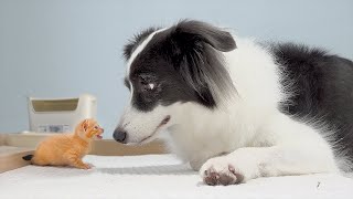 The Moment I Knew My Dog Loved The Rescued Tiny Kitten [upl. by Aihsekin693]