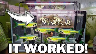 How I Bred 100s of NEON Green Rasboras  Kubotai Rasbora Care amp Breeding [upl. by Ycnay]