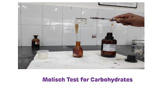 Molisch Test for Carbohydrates  Biochemistry Practical [upl. by Studner]