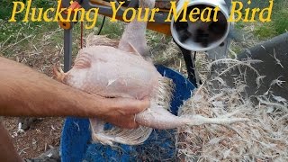 How To De Feather A Chicken The Easy Way [upl. by Yadnus]