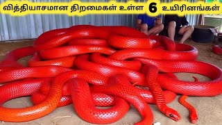 ஆச்சரியமான உயிரினங்கள்  Six Amazing Talent Creatures Part 2  Tamil Info Share [upl. by Nohpets]