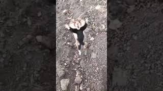 I am Kung fu Master funnyanimals wildlife funny [upl. by Enihpets]