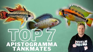 Top 7 Apistogramma Tankmates [upl. by Ojyram]