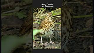 Beautiful birds  A Song Thrush shows his spots [upl. by Akcired11]