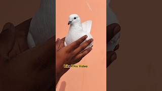 Top High Flyer Kabootar  pigeonvideo pigeonstatus youtubeshorts [upl. by Israeli]