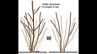 Comment et pourquoi planter un noisetier [upl. by Lled590]