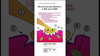 Neuromuscular blockers in MG and LEMS [upl. by Uon]