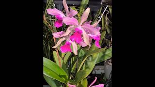 Lc Elegans a very bloomwilling reliable fast growing cattleya orchid now in bloom 7 flowers [upl. by Sayce]