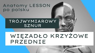 ANATOMY LESSON po polsku  9 Więzadło krzyżowe przednie ACL  trójwymiarowy sznur [upl. by Blau]