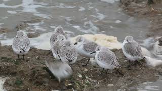 Turn stone and sanderling [upl. by Anibur]