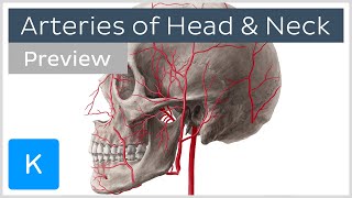 Head and Neck Arteries Overview preview  Human Anatomy  Kenhub [upl. by Harvard241]