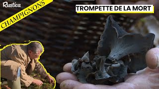 🍄 Découvrez les Secrets des Trompettes de la Mort avec JeanMarie Polese 🍄 [upl. by Necyrb]